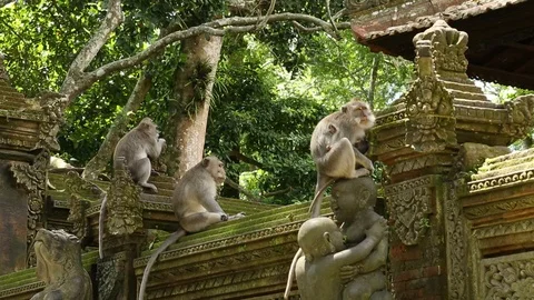 Monkeys in Zoo Park 스톡 동영상 127371718
