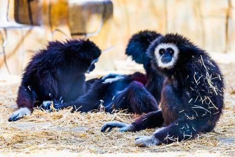 Monkeys in zoo Stock Photos