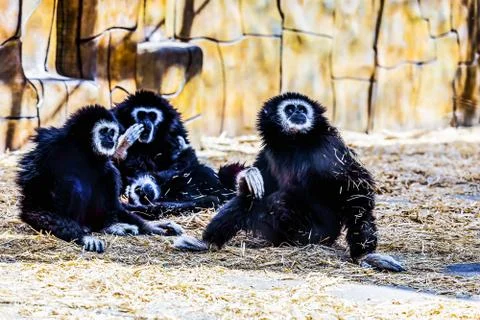 Monkeys in zoo Stock Photos