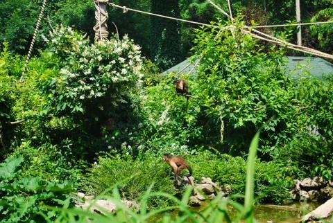 Monkeys in zoo Stock Photos