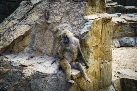 Monkeys in the ZOO Stock Photos