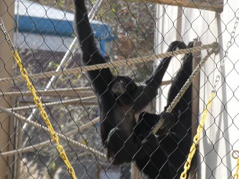 Monkeys at Zoo Stock Photos