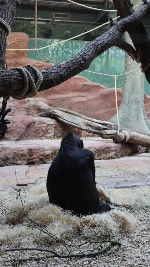 Monkeys in the zoo vertical video Stock Footage 288021655
