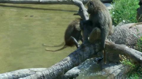 Monkeyss Stock Footage 504586