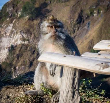 Monkeystare2 스톡 사진