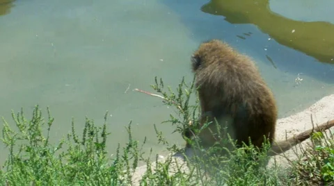 Monkeywithstick Stock Footage 504605