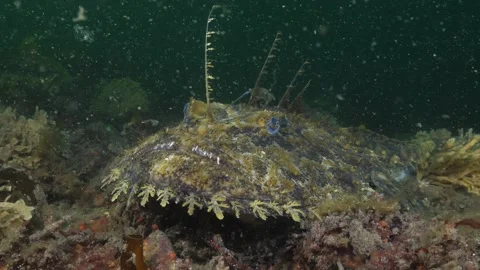 Monkfish camouflaged on the seabed Stock Footage 137292520