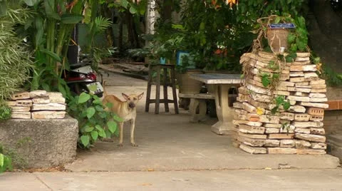 Monks go Home at Wat Chedi Luang Stock Footage