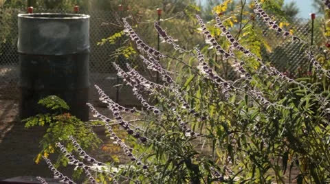 Monks Pepper Backlit Stock Footage 12226050