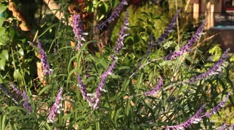 Monks Pepper Vídeo Stock 12226539