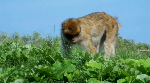 Monky Stock Footage 510534