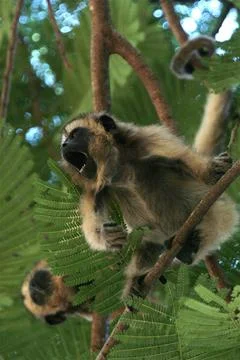 Monky Foto stock