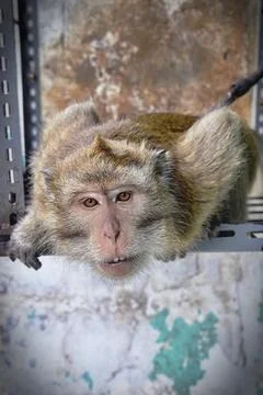 A monky Stock Photos