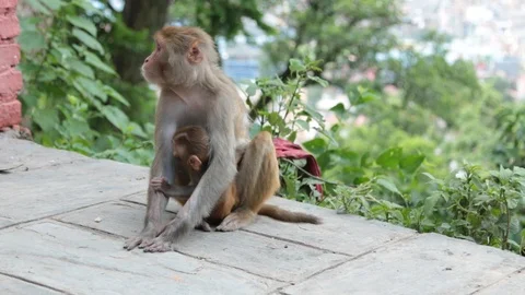 MONKY TEMPLE OF NEPAL Stock Footage 124354255