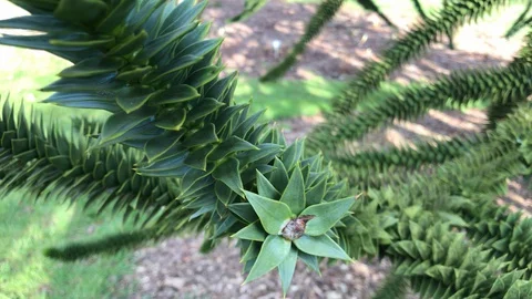 Monley puzzle tree branches close up tracking Stock Footage 127978639