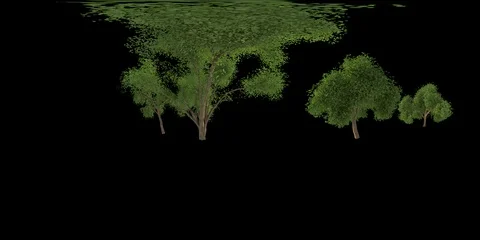 MONO 3D realistic trees 60fps 4K equirectangular Stock Footage 86458457
