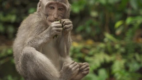 Mono en Monkey Forest Stock Footage 124758758