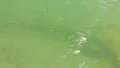 Mono Lake Canoeing 07 Underwater Tufa Bubbles Navy Beach Brine shrimp HD Footage
