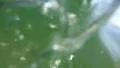 Mono Lake Canoeing 22 Underwater Navy Beach Brine shrimp HD Footage