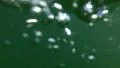 Mono Lake Canoeing 26 Underwater South Tufa Brine shrimp HD Footage
