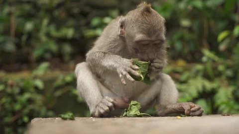Mono Monkey Forest Stock Footage 124757657