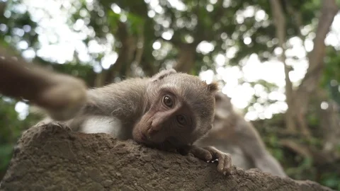 Mono , Monkey Forest Stock Footage