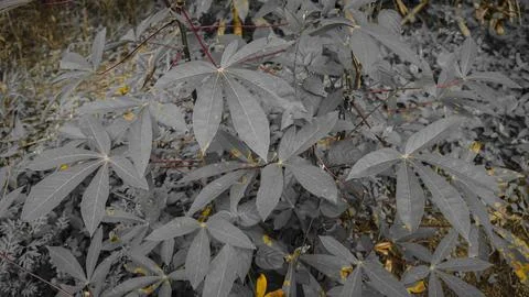 Monochromatic Cassava Leaves Close-Up 스톡 사진