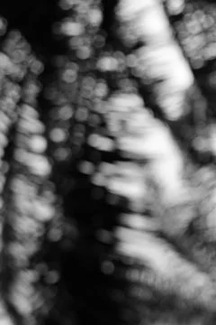 Monochromatic Impression Abstracting Nature's Patterns and Forms in Soft Focu Stock Photos