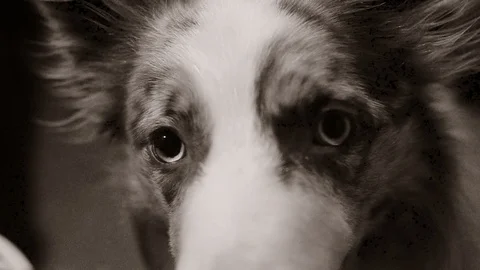 Monochromatic portrait of border collie Stock Footage 102253777