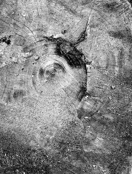 Monochromatic Tree Rings End Grain Texture Overlay Stock Photos