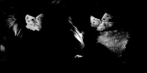 Monochrome abstract tileable seamless texture Stock Footage 310795778