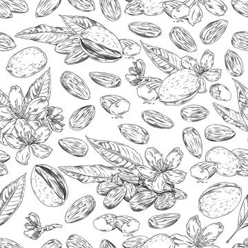 Monochrome almond nut seamless pattern in sketch style, vector illustration on Stock Illustration
