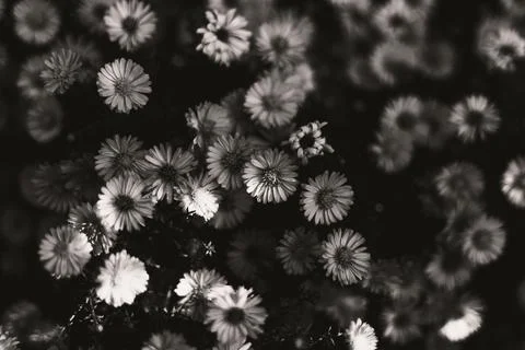 Monochrome asters in bloom Foto stock