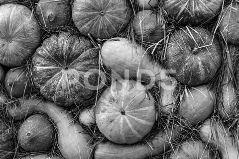 Monochrome background gray design autumn base pumpkin set curved round Stock Photos