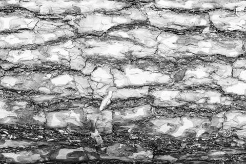 Monochrome bark of pine tree texture. Stock Photos