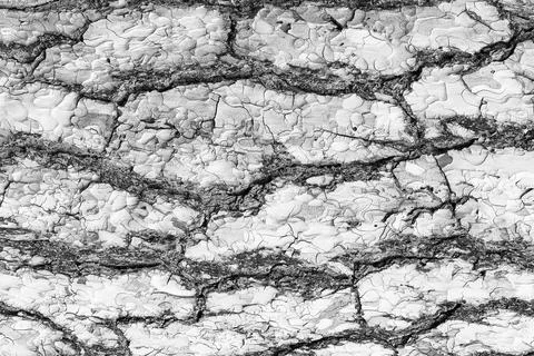 Monochrome bark of pine tree texture. Stock Photos