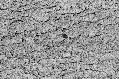 Monochrome bark of spruce tree texture. Stock Photos