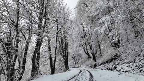 Monochrome black-and-white trees  with freshly fallen snow. Stock Footage 312877426