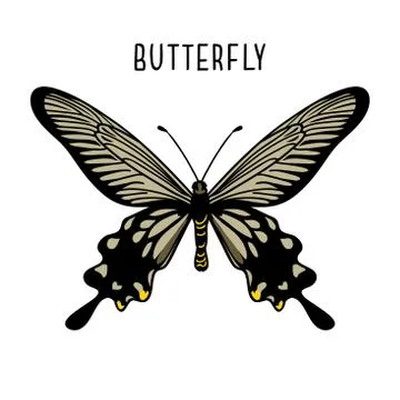 Monochrome black butterfly. Graphic icon of butterfly Stock Illustration