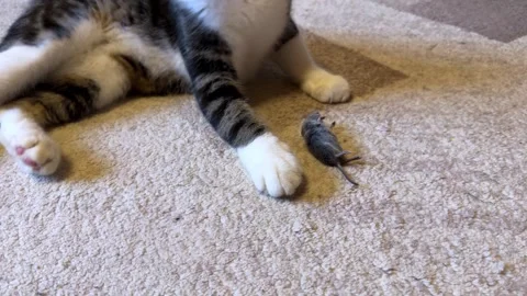 A monochrome cat is chasing a gray mouse across the rug Stock Footage 313683031