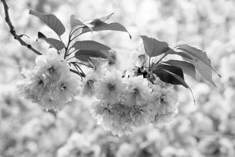 Monochrome cherry tree flowers Stock Photos