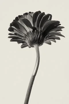 Monochrome Close-up of a Gerbera Daisy 스톡 사진