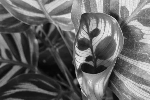 Monochrome Close-Up of Striped Leaf Patterns for Nature Wall Art and Decor Stock Photos