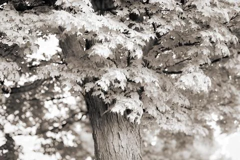 Monochrome close up of sugar maple tree Stock Photos