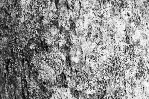 Monochrome Close-Up Tree Bark Texture Background Stock Photos
