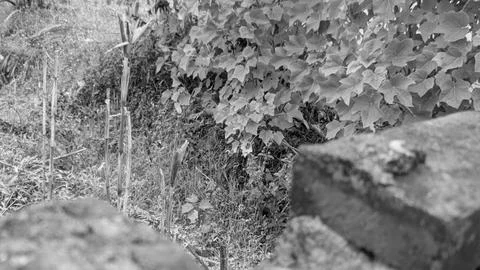 A monochrome close up view looking over a rough weathered brick wall captur.. Stock Photos
