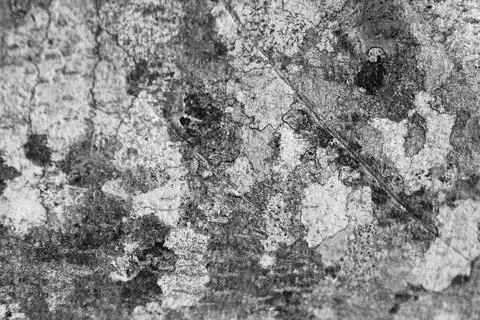 Monochrome Close Up of Weathered Tree Bark Texture Stock Photos