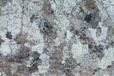Monochrome Close Up of Weathered Tree Bark Texture Stock Photos