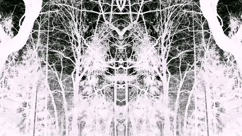 Monochrome Dark Forest At Wind In Fast Motion In Video Abstraction Stock Footage 91073470