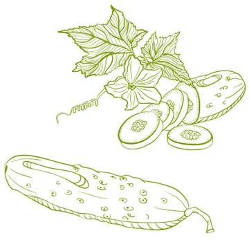 Monochrome drawing of cucumbers Stock Illustration